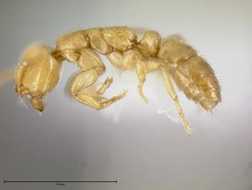 Simopelta anomma specimen INB0003695155 image inb0003695155_4