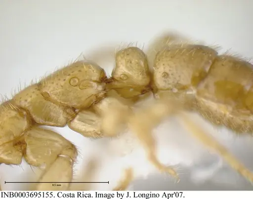 Simopelta anomma specimen INB0003695155 image inb0003695155_5