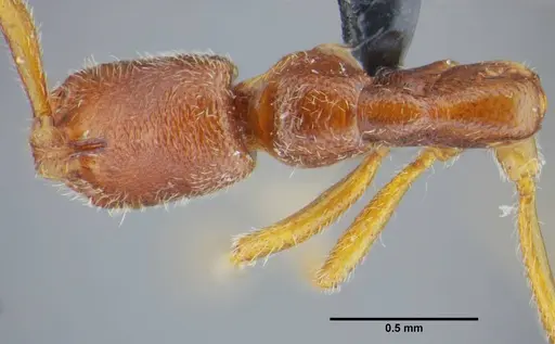 Simopelta bicolor specimen UFV-LABECOL-000373 image ufv-labecol-000373_1