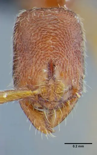 Simopelta bicolor specimen UFV-LABECOL-000373 image ufv-labecol-000373_2