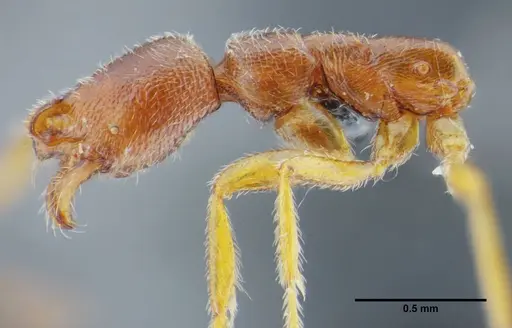 Simopelta bicolor specimen UFV-LABECOL-000373 image ufv-labecol-000373_4