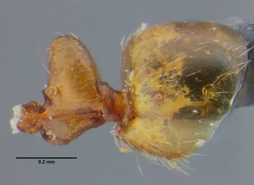 Simopelta bicolor specimen UFV-LABECOL-000373 image ufv-labecol-000373_5
