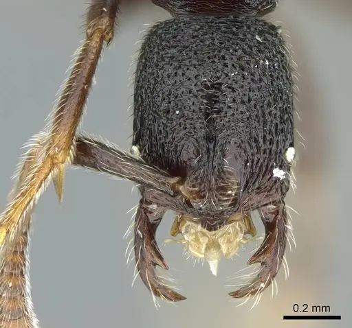 Simopelta breviscapa specimen CASENT0914501 image casent0914501_2