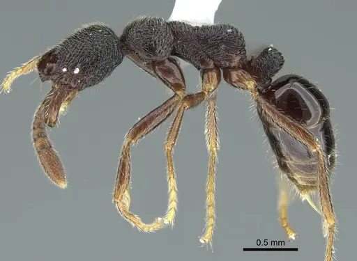 Simopelta breviscapa specimen CASENT0914501 image casent0914501_3