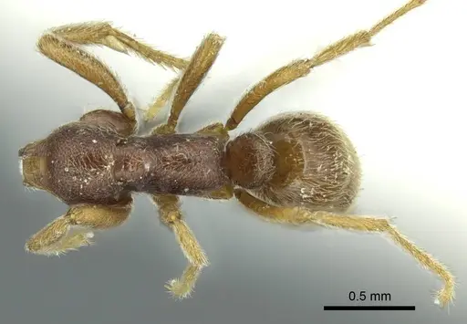 Simopelta curvata specimen CASENT0915937 image casent0915937_1
