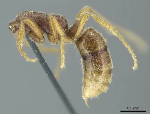Simopelta curvata specimen CASENT0915937 image casent0915937_2