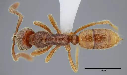 Simopelta curvata specimen UFV-LABECOL-000383 image ufv-labecol-000383_1