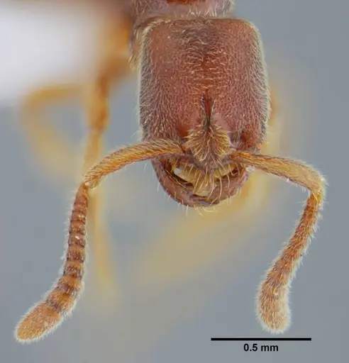 Simopelta curvata specimen UFV-LABECOL-000383 image ufv-labecol-000383_2