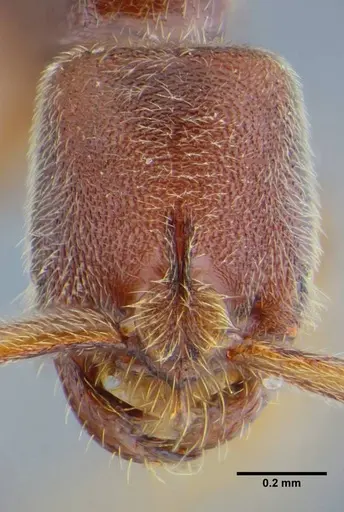 Simopelta curvata specimen UFV-LABECOL-000383 image ufv-labecol-000383_3