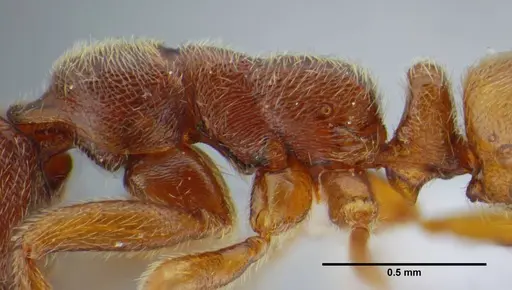 Simopelta curvata specimen UFV-LABECOL-000383 image ufv-labecol-000383_4