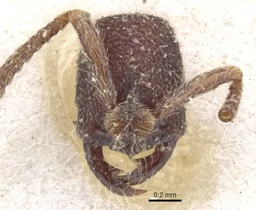 Simopelta jeckylli specimen CASENT0902466 image casent0902466_2
