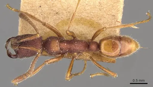 Simopelta jeckylli specimen CASENT0907295 image casent0907295_1