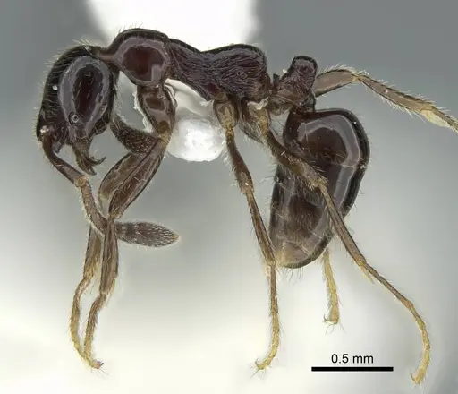 Simopelta laevigata specimen CASENT0914503 image casent0914503_4