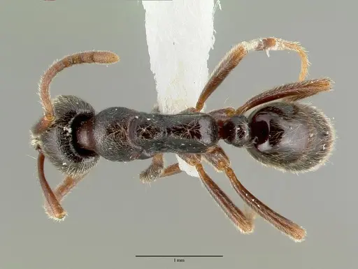 Simopelta laticeps specimen CASTYPE09451 image castype09451_1