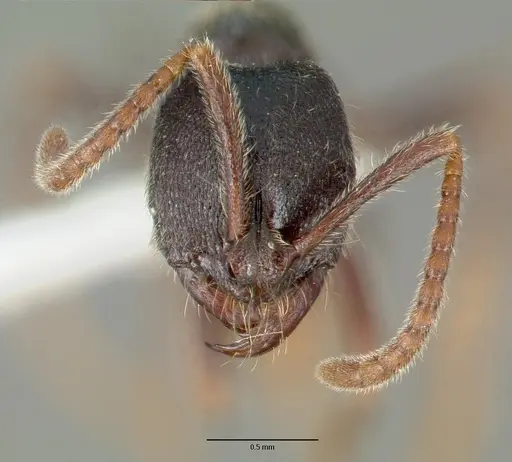 Simopelta laticeps specimen CASTYPE09451 image castype09451_2