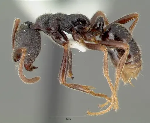 Simopelta laticeps specimen CASTYPE09451 image castype09451_3