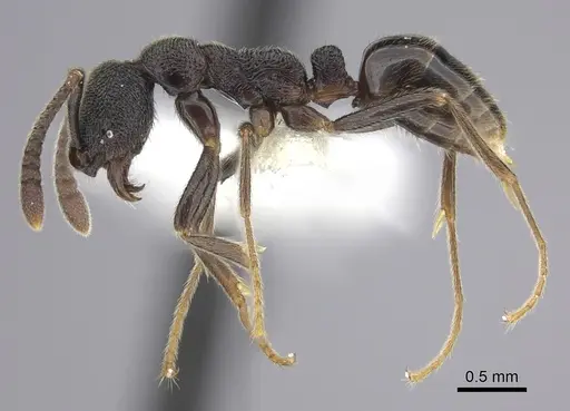 Simopelta longinoda specimen CASENT0249245 image casent0249245_3