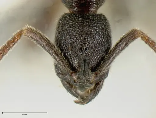 Simopelta longinoda specimen INBIOCRI001279787 image inbiocri001279787_1