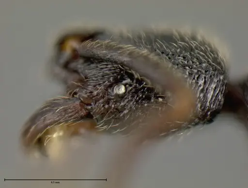Simopelta longinoda specimen INBIOCRI001279787 image inbiocri001279787_2