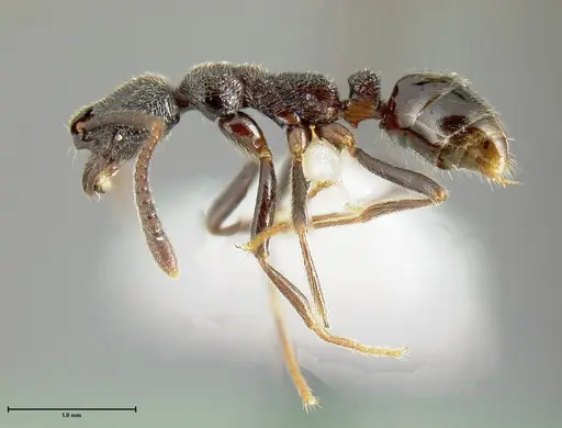 Simopelta longinoda specimen INBIOCRI001279787 image inbiocri001279787_3