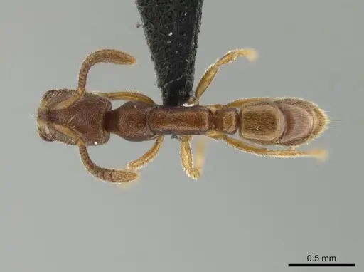 Simopelta minima specimen ANTWEB1038199 image antweb1038199_1