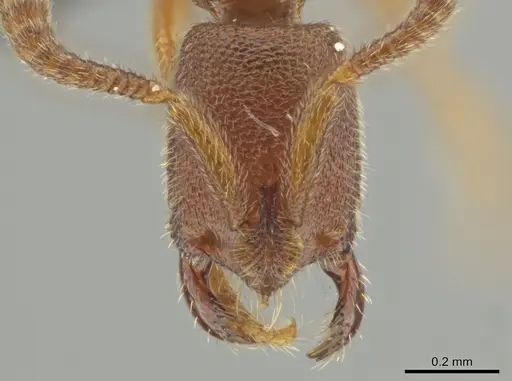 Simopelta minima specimen ANTWEB1038199 image antweb1038199_2