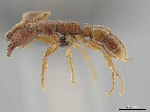 Simopelta minima specimen ANTWEB1038199 image antweb1038199_3