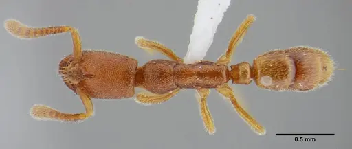 Simopelta minima specimen UFV-LABECOL-000001 image ufv-labecol-000001_1
