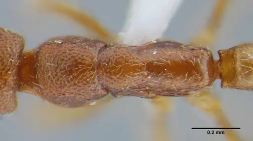 Simopelta minima specimen UFV-LABECOL-000001 image ufv-labecol-000001_2