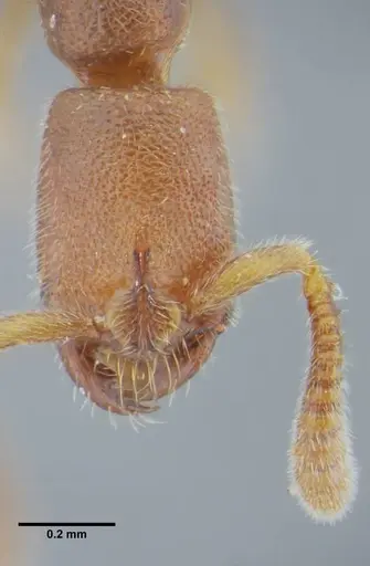 Simopelta minima specimen UFV-LABECOL-000001 image ufv-labecol-000001_3