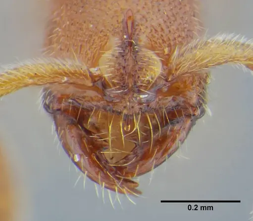 Simopelta minima specimen UFV-LABECOL-000001 image ufv-labecol-000001_4