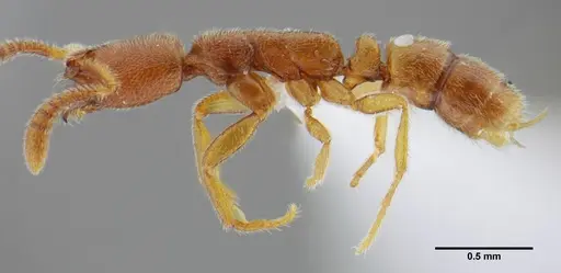 Simopelta minima specimen UFV-LABECOL-000001 image ufv-labecol-000001_5