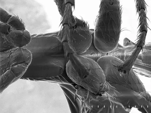 Simopelta oculata specimen ANTWEB1008588 image antweb1008588_1