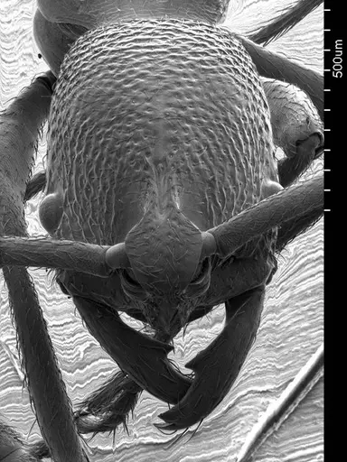 Simopelta oculata specimen ANTWEB1008588 image antweb1008588_2
