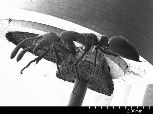 Simopelta oculata specimen ANTWEB1008588 image antweb1008588_3