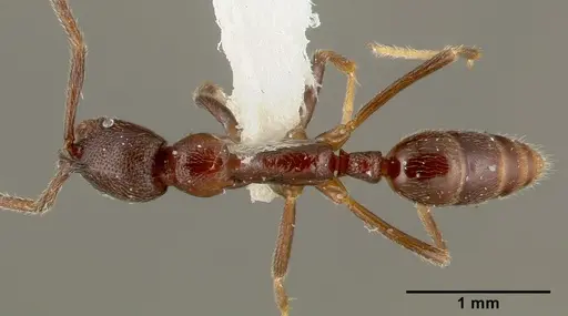 Simopelta oculata specimen CASENT0003166 image casent0003166_1