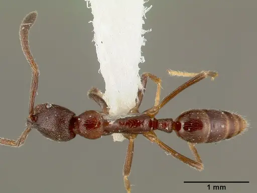 Simopelta oculata specimen CASENT0003166 image casent0003166_2