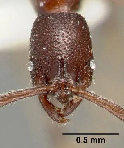 Simopelta oculata specimen CASENT0003166 image casent0003166_3