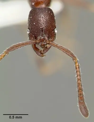 Simopelta oculata specimen CASENT0003166 image casent0003166_4