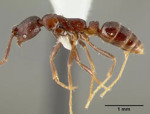Simopelta oculata specimen CASENT0003166 image casent0003166_5