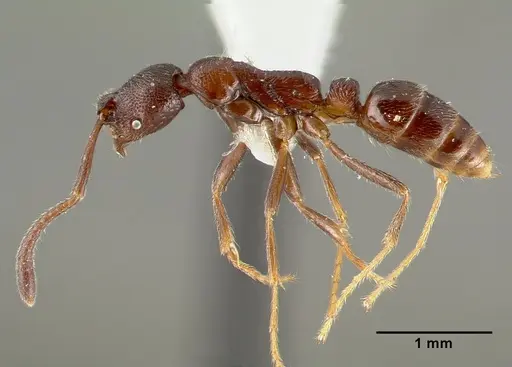 Simopelta oculata specimen CASENT0003166 image casent0003166_6