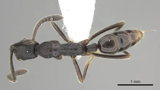 Simopelta oculata specimen CASENT0249243 image casent0249243_1