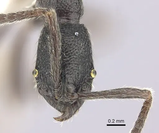Simopelta oculata specimen CASENT0249243 image casent0249243_2