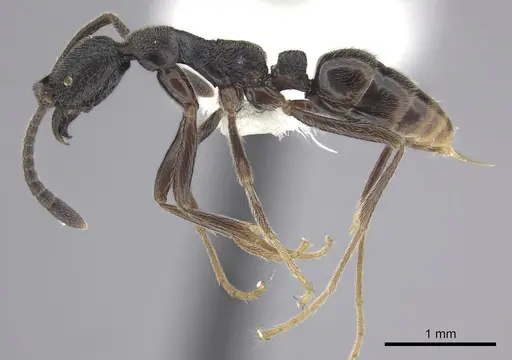 Simopelta oculata specimen CASENT0249243 image casent0249243_3