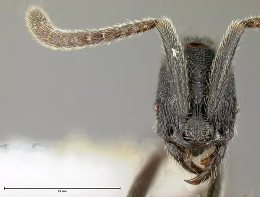 Simopelta oculata specimen CASENT0649834 image casent0649834_1