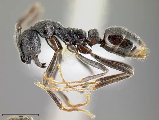 Simopelta oculata specimen CASENT0649834 image casent0649834_3