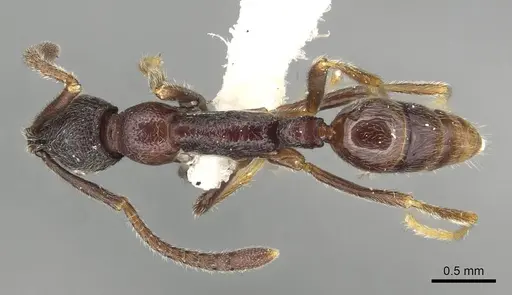 Simopelta oculata specimen CASENT0915305 image casent0915305_1