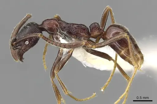 Simopelta oculata specimen CASENT0915305 image casent0915305_3