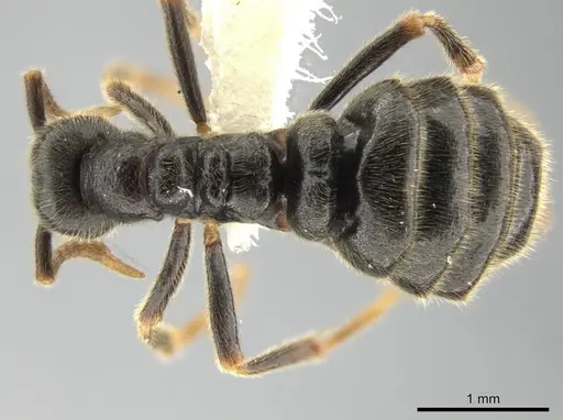 Simopelta oculata specimen INB0003659405 image inb0003659405_1