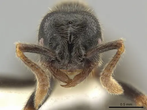 Simopelta oculata specimen INB0003659405 image inb0003659405_2